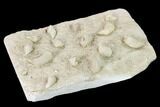 Mississippian Cuneate Coral (Neozaphrentis) Fossils - Arkansas #148667-4